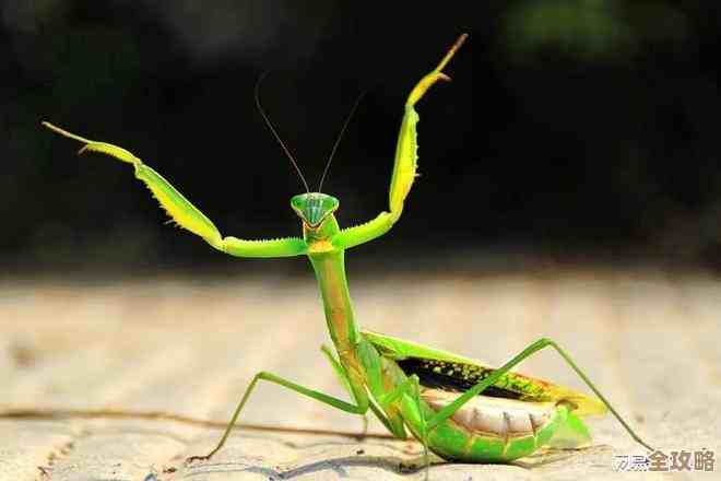 玩螳螂前期我总纠结：打线压人还是先稳发育