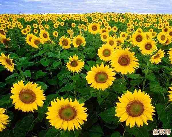 保卫向日葵番茄炸弹植物图鉴，说来有点乱但技能数据和小技巧都在这