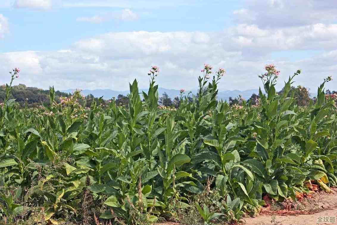 企业面对云计算的各种乱象，怎样才能真正放心用起来呢？