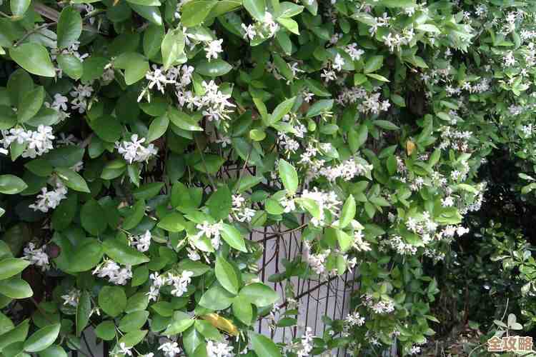 无尽梦回冬葵：说说她那些不全的背景和技能…先大概说下